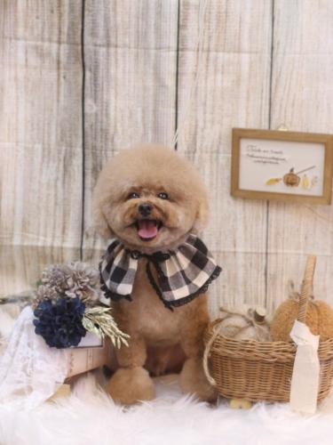 20241017ピノくん